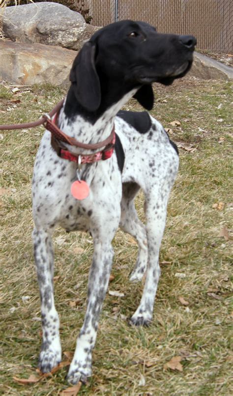 German shorthaired pointer kentucky. Things To Know About German shorthaired pointer kentucky. 
